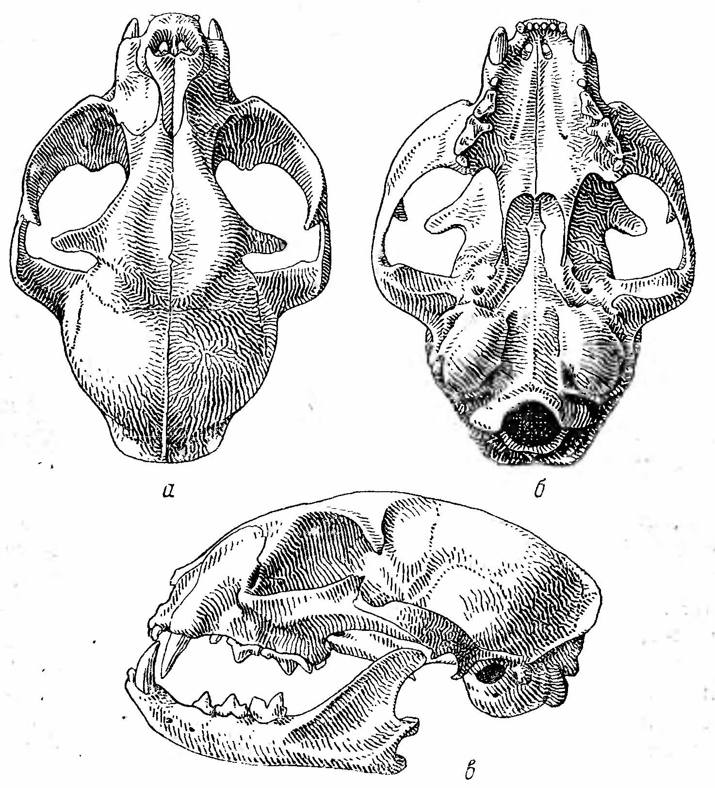 Рис. 2. Череп европейской дикой кошки (Felis silvestris). а — сверху; б — снизу; в — сбоку.