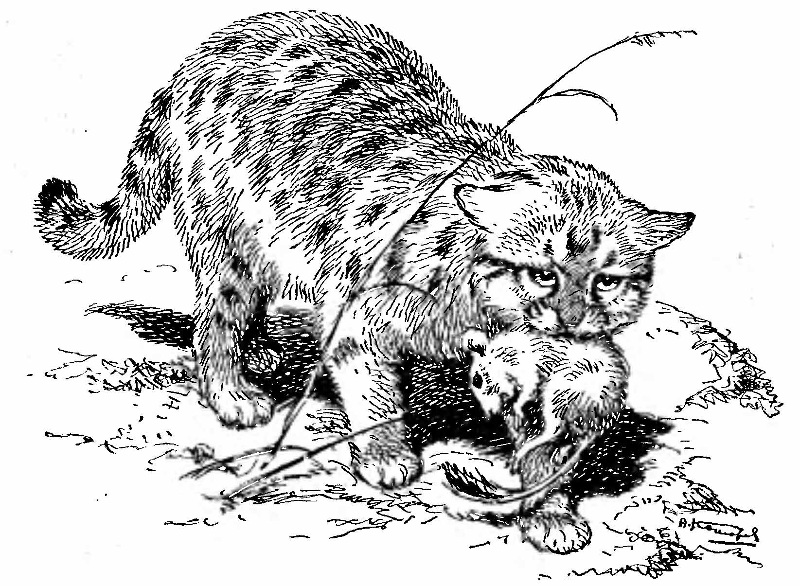 Рис. 1. Степная, или пятнистая, кошка (Felis ocreata). (Рис. А. Н. Комарова).