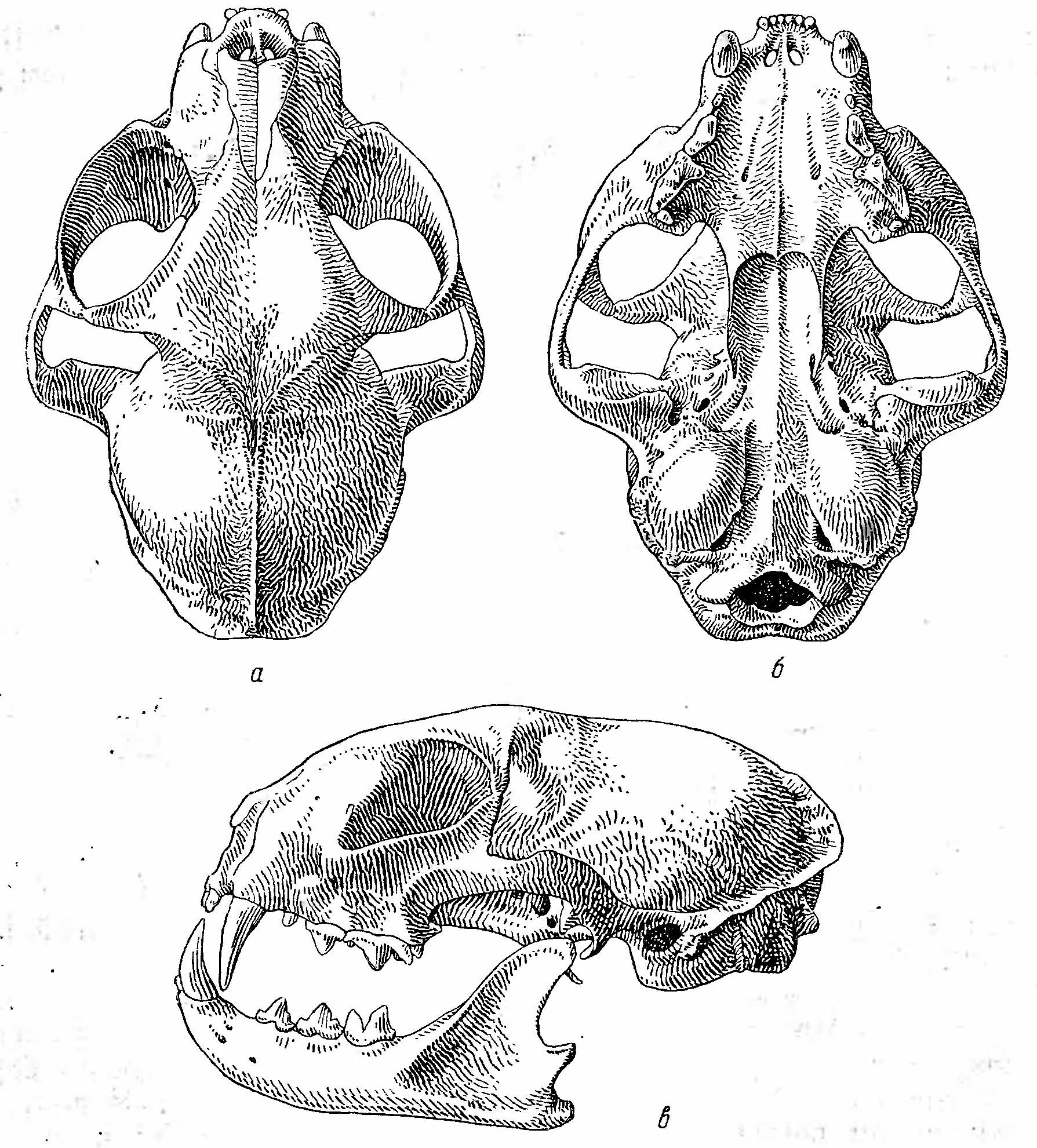 Рис. 2. Череп степной кошки (Felis ocreata). а — сверху; б — снизу; в — сбоку.