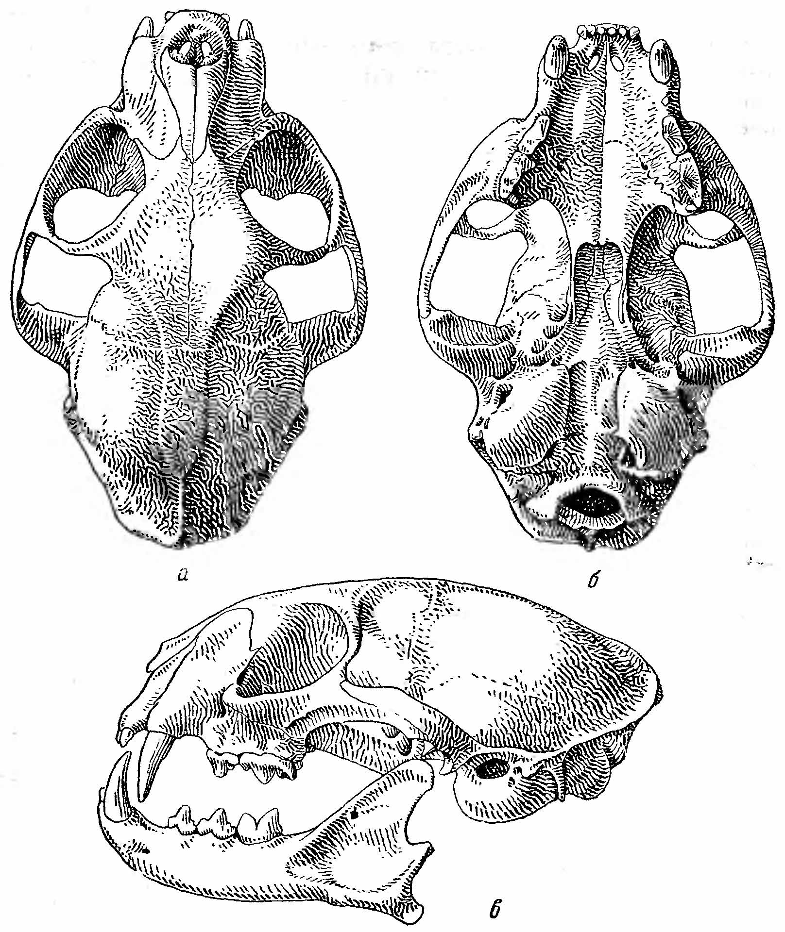 Рис. 2. Череп дальневосточного лесного кота (Felis euptilura). а — сверху; б — снизу; в — сбоку.
