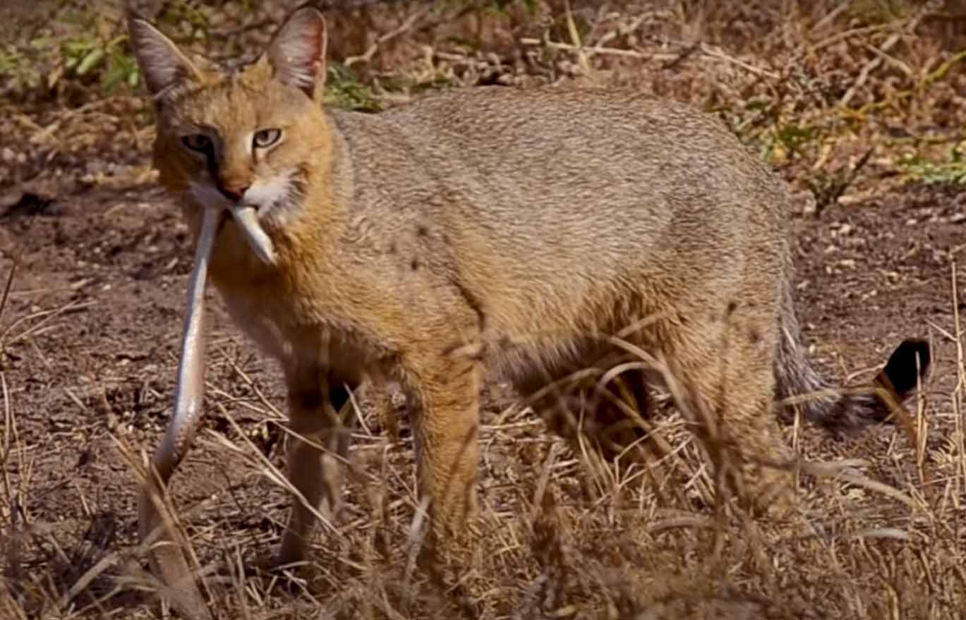 Кот камышовый поймал змею.