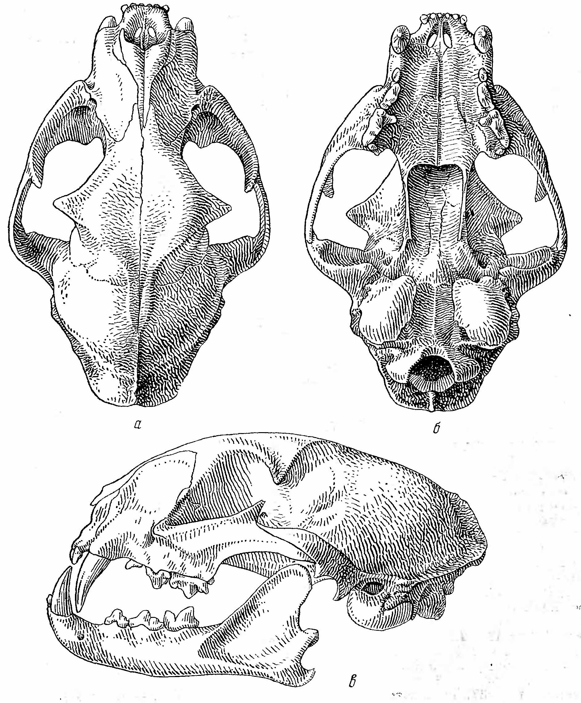 Рис. 2. Череп хауса (Felis chaus). а — сверху; б — снизу; в — сбоку.