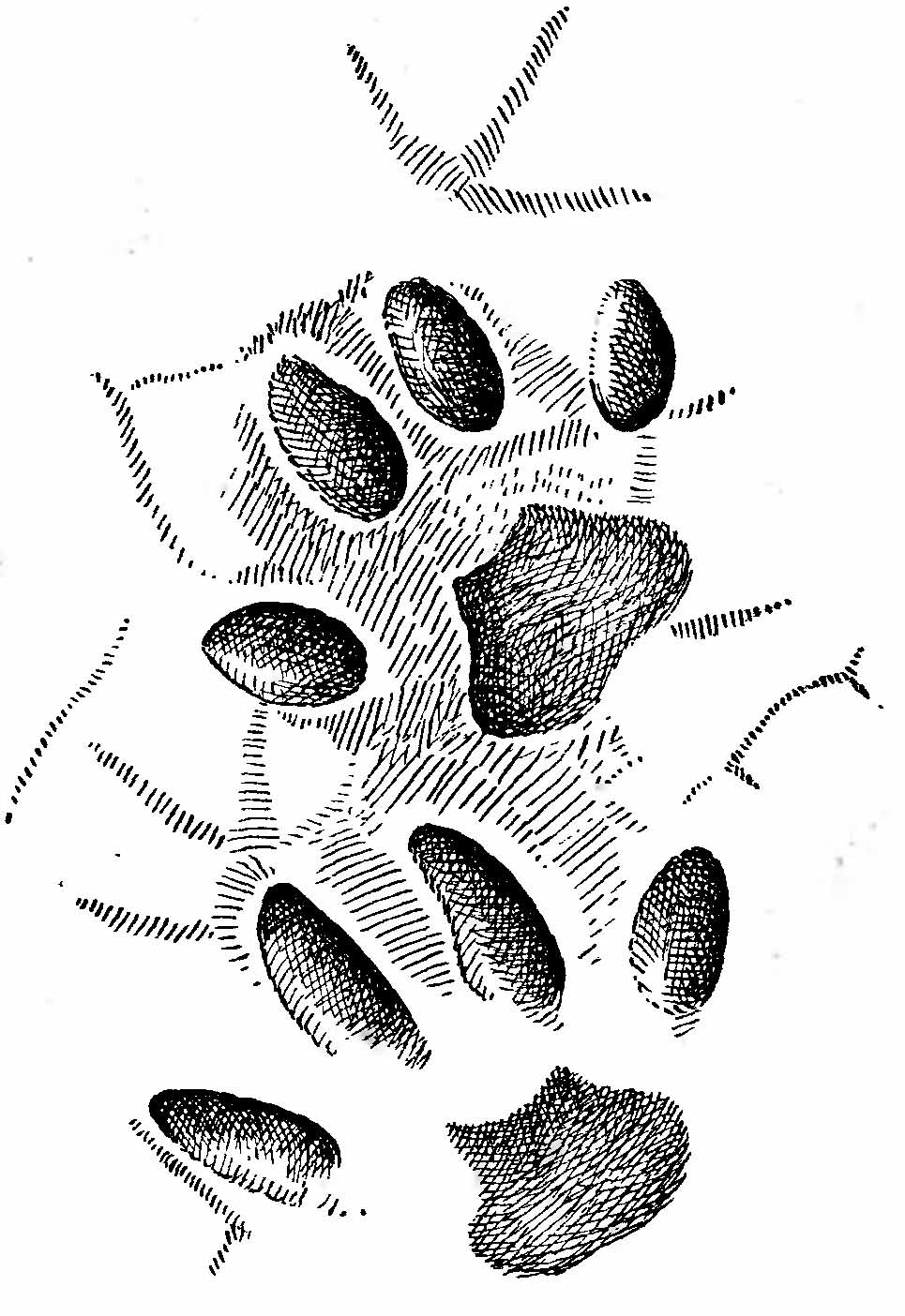 Рис. 3. Следы хауса (Felis chaus). (Из A. H. Формозова).
