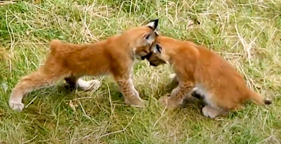 Рысь. Felis (Lynx) lynx.