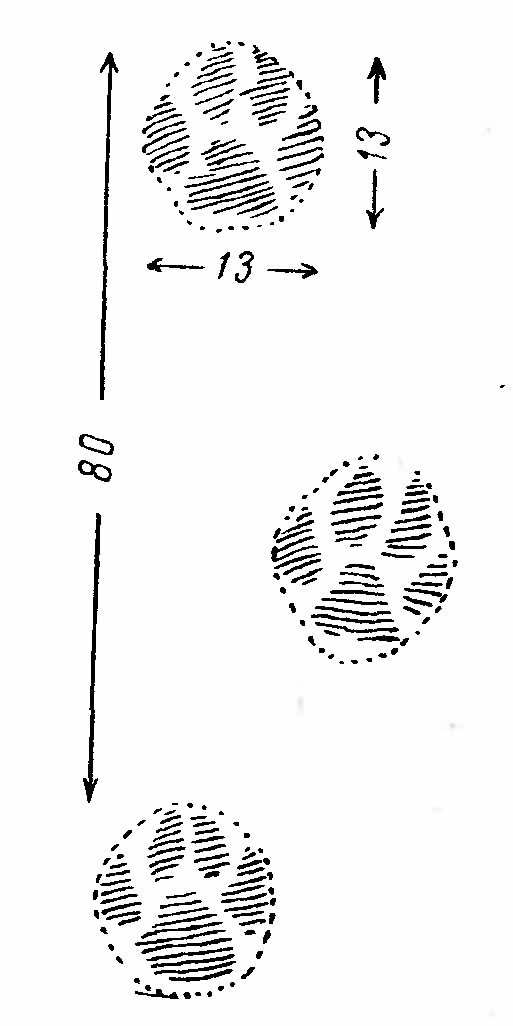 Рис. 4. Следы рыси (Felis lynx).
