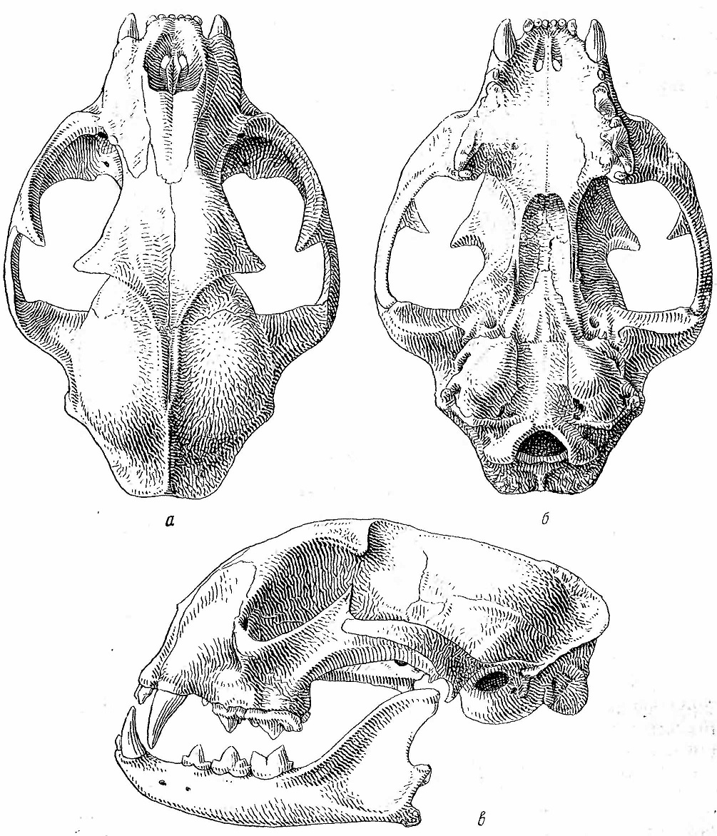 Рис. 2. Череп каракала (Felis caracal). а — сверху; б — снизу; в — сбоку.
