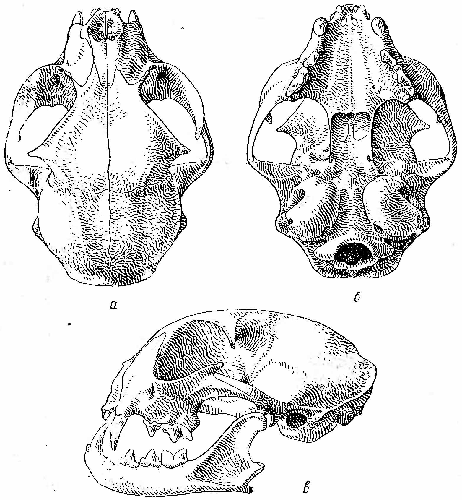 Рис. 2. Череп манула (Felis manul). а — сверху; б — снизу; в — сбоку.
