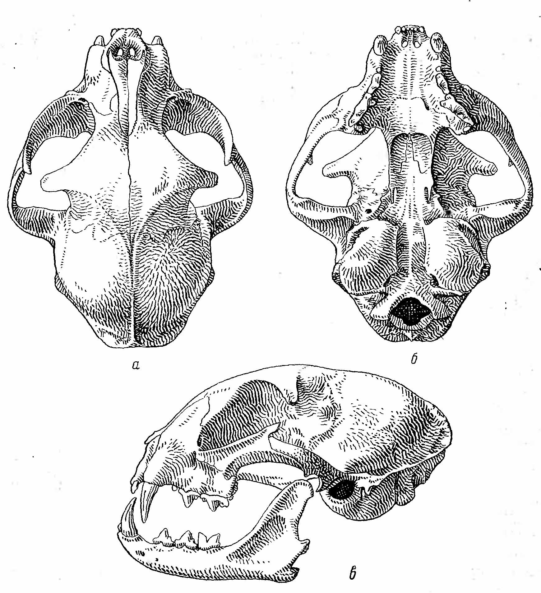 Рис. 2. Череп барханного кота (Felis margarita). а — сверху; б — снизу; в — сбоку.
