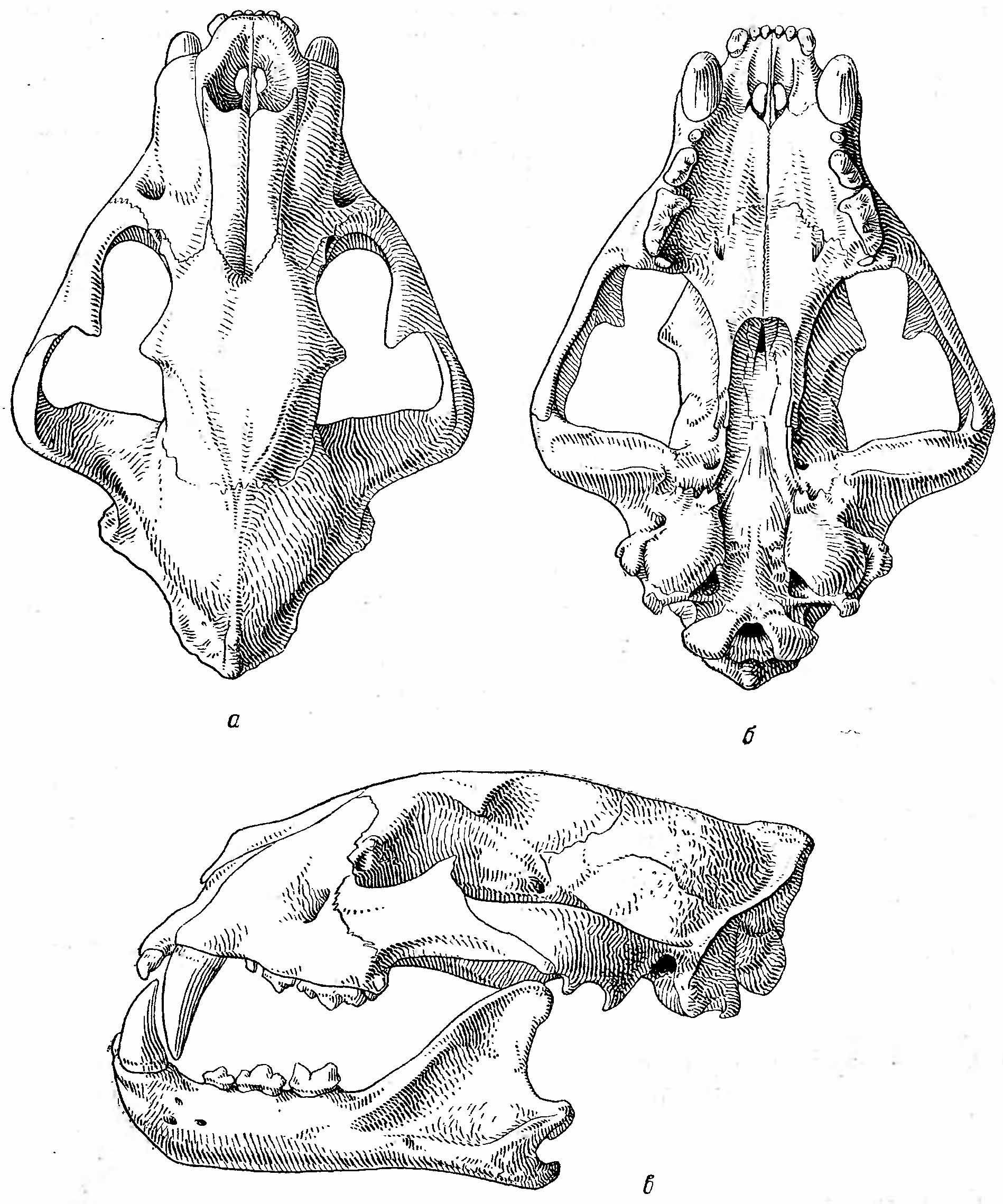 Рис. 2. Череп тигра (Felis tigris L.). а — сверху; б — снизу; в — сбоку.