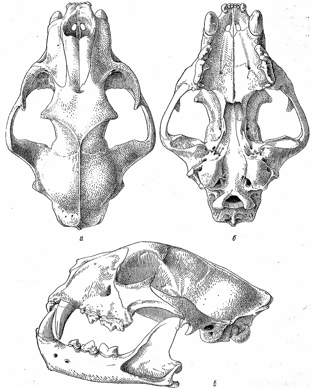 Рис. 2. Череп леопарда (Felis pardus). а — сверху; 6 — снизу; в — сбоку.
