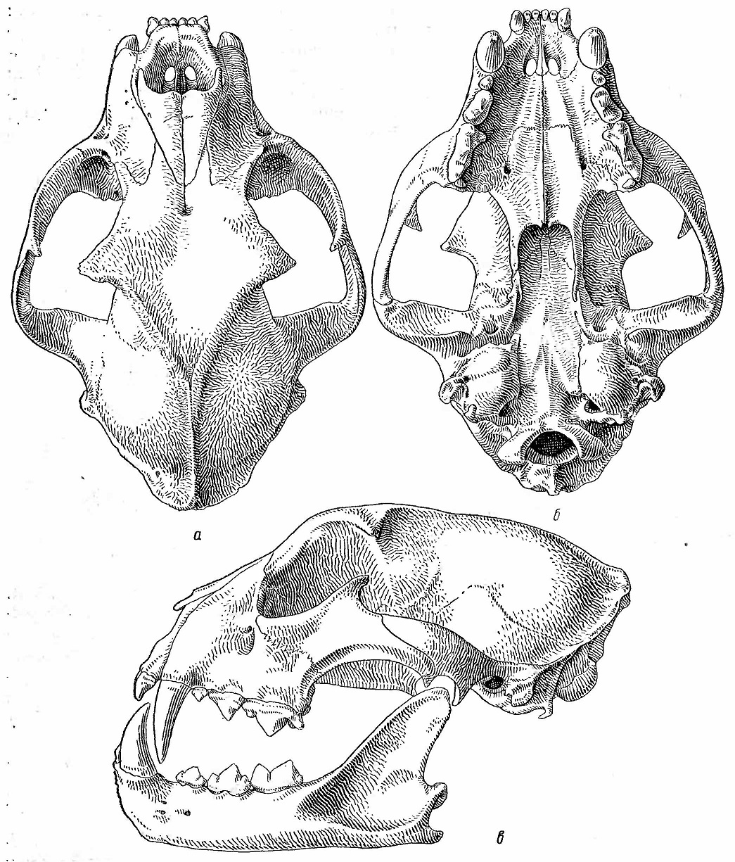 Рис. 2. Череп барса (Felis uncia). а — сверху; б — снизу; в — сбоку.