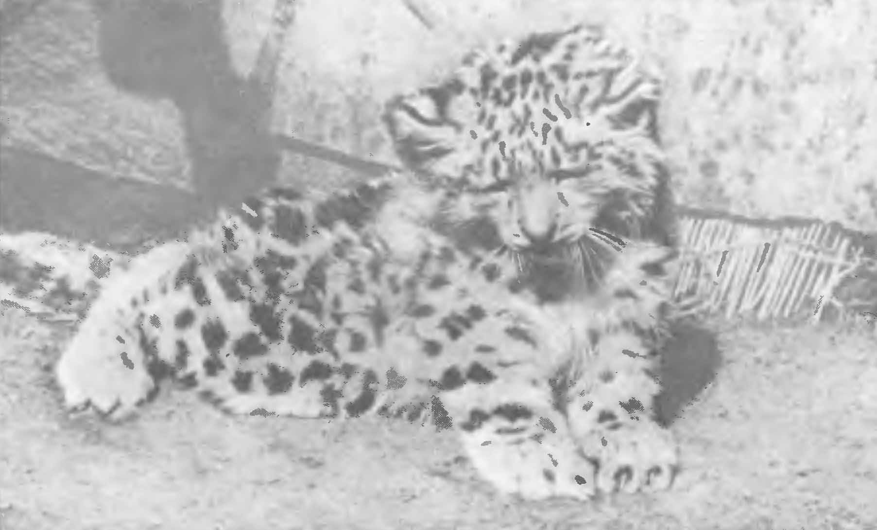 Рис. 3. Трехнедельный котенок барса. Центральный Тянь-Шань, июль 1954 г.
