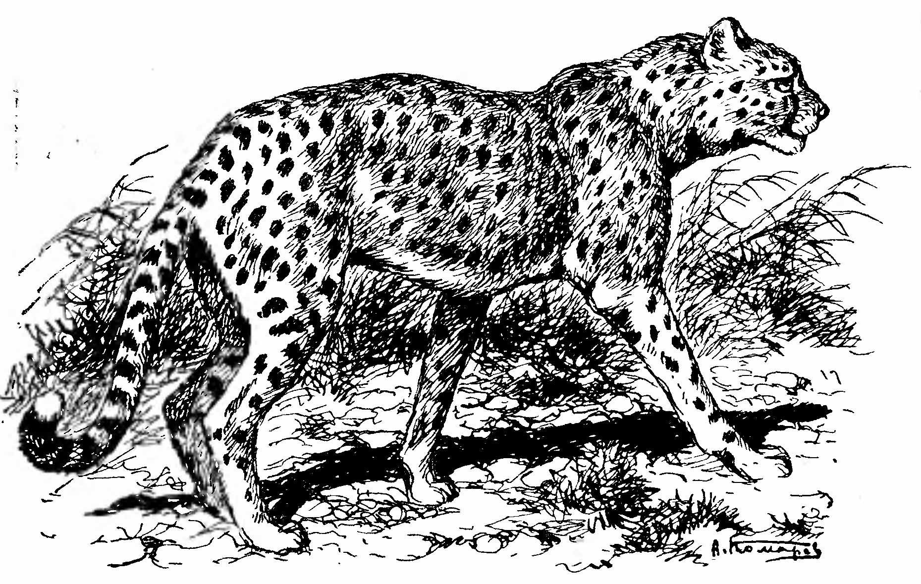 Рис. 190. Гепард (Acinonyx jubatus).