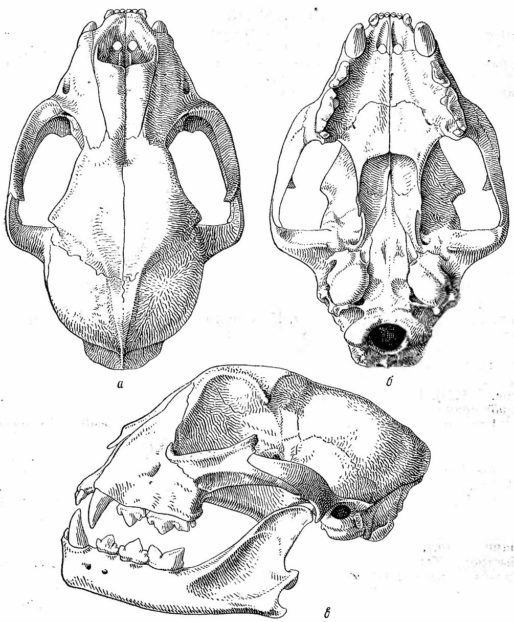 Рис. 191. Череп гепарда (Acinonyx jubatus). а — сверху; 6 — снизу; в — сбоку.
