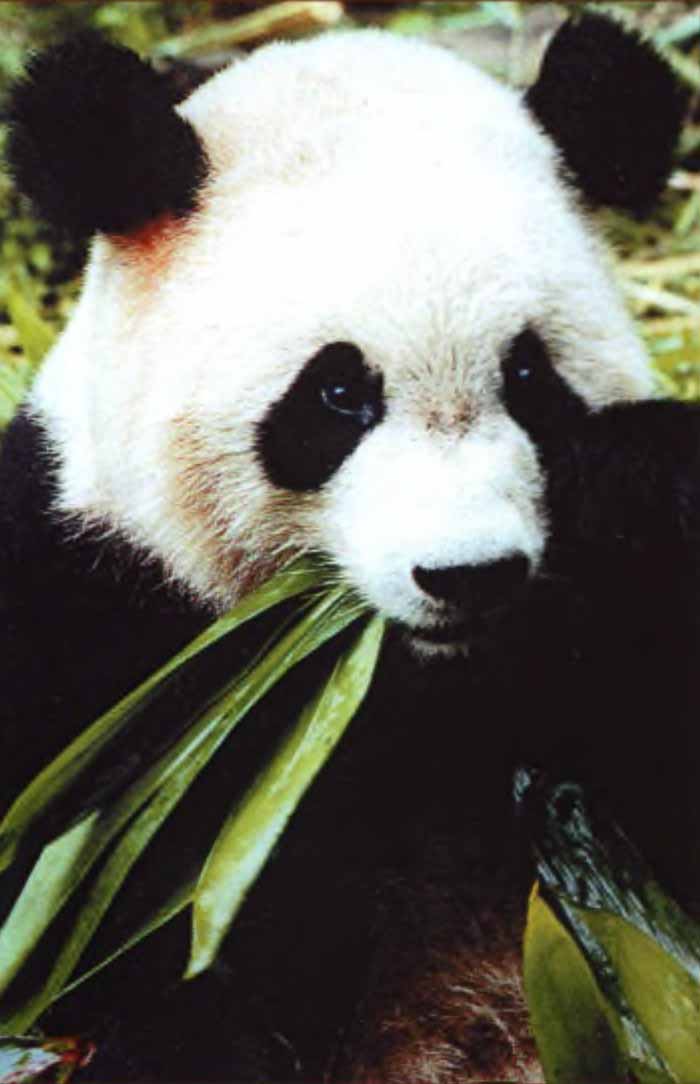 Панда кушает бамбук.