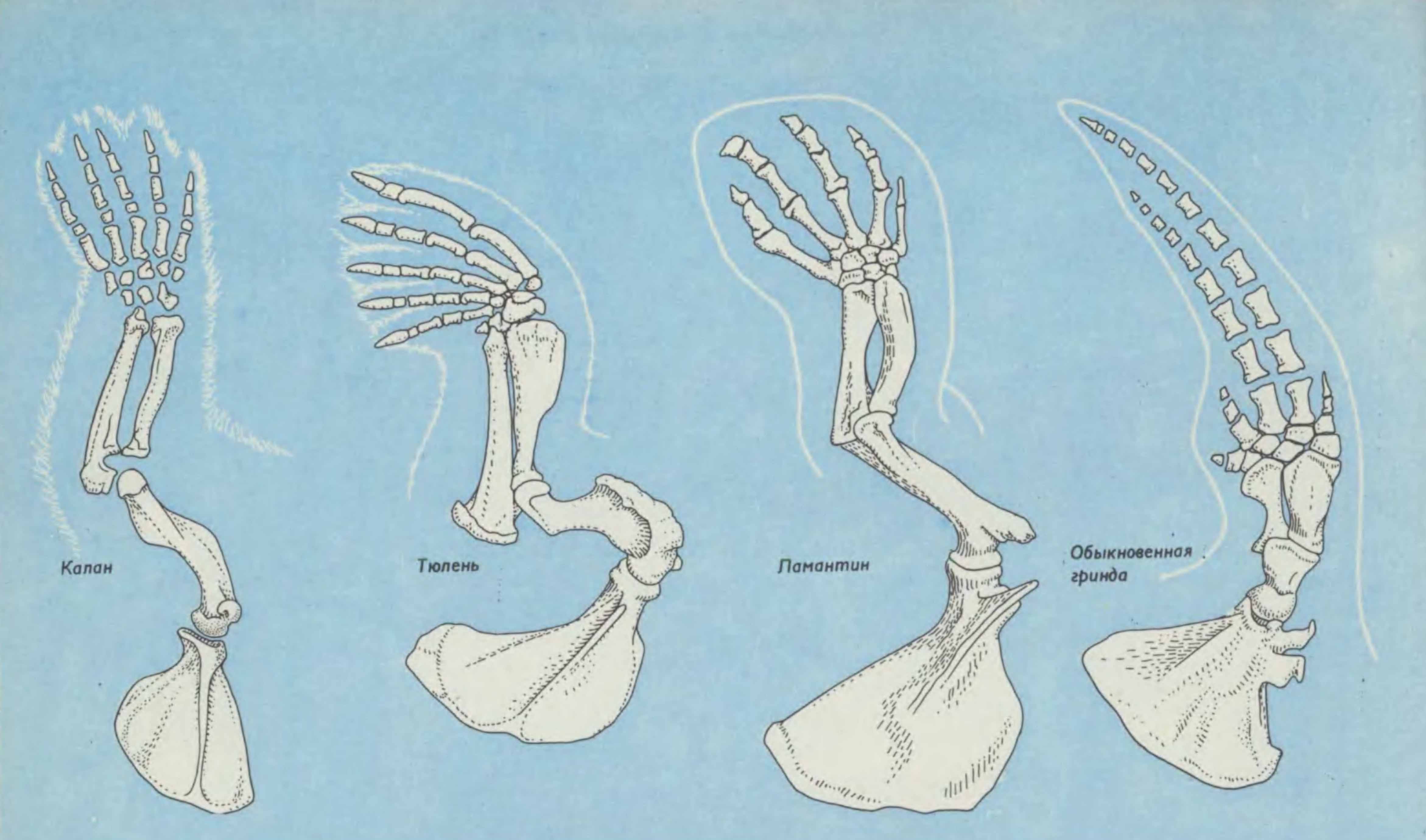 Рис. 2. Конечности калана, ламантина, тюленя и гринды.