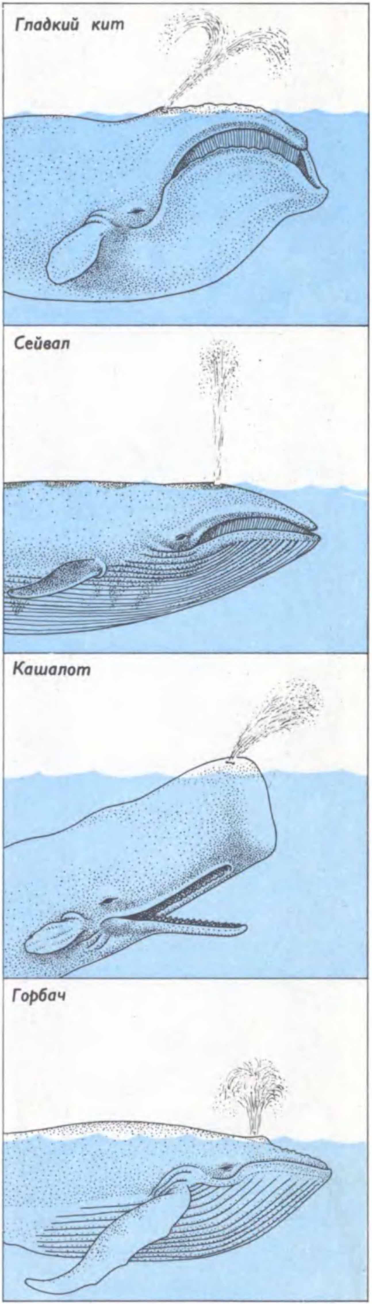 Рис. 3. Выше показано различие фонтанов у четырех представителей китообразных. У гладкого кита фонтан двухструйный, фонтан сейвала узкий, конической формы. У кашалота и горбача грушевидный фонтан, но в первом случае он наклонен вперед под углом 45 градусов.
