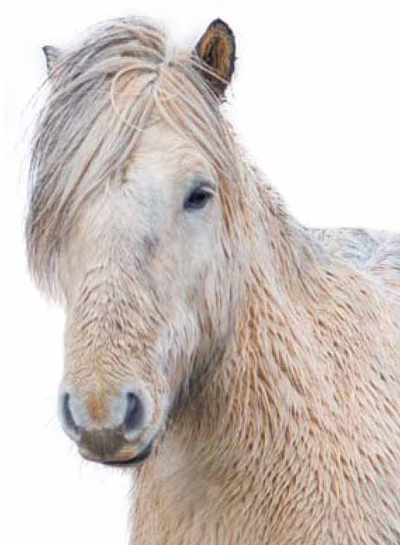 Голова исландской лошади.