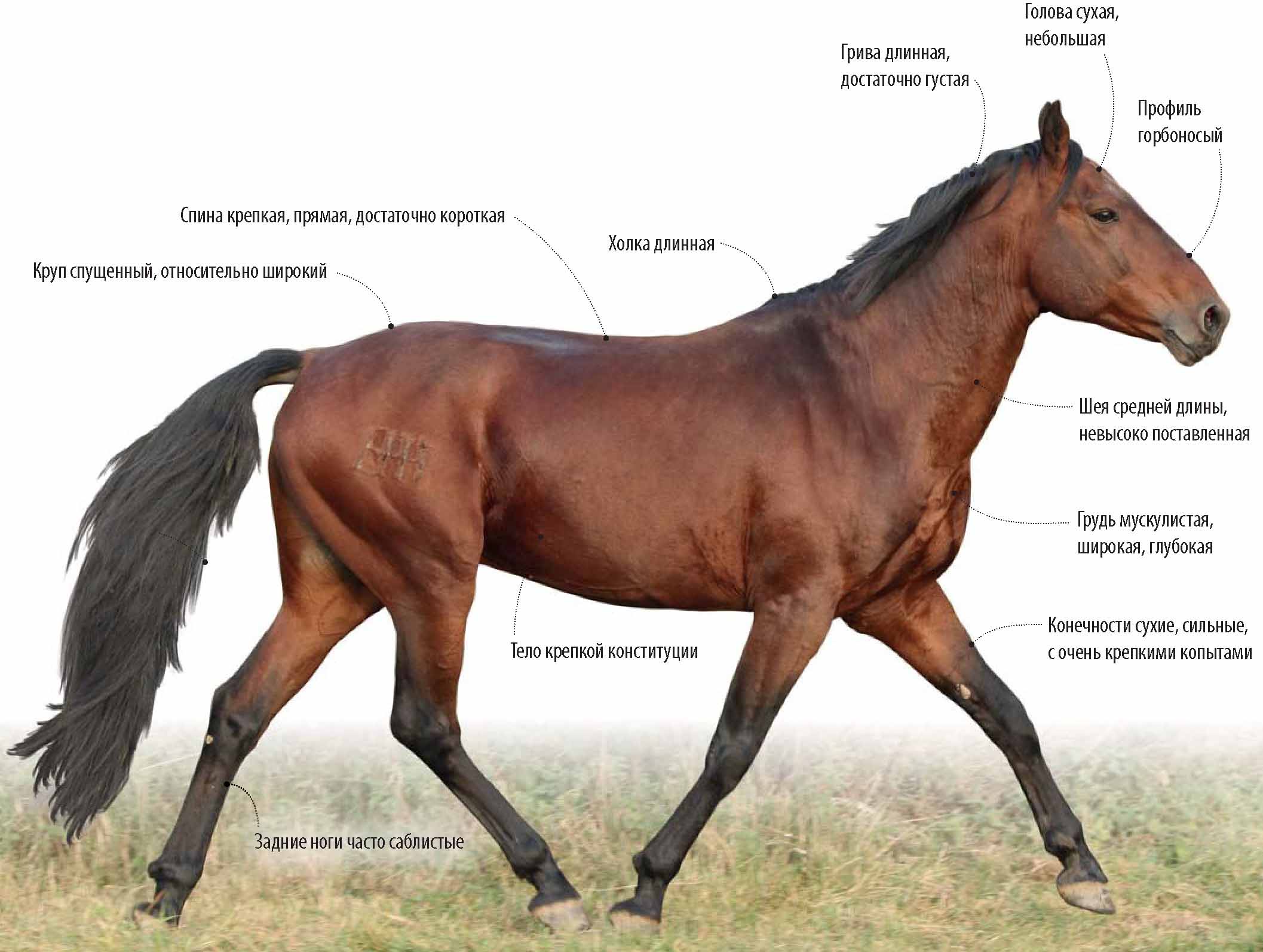 Кабардинская порода лошадей.