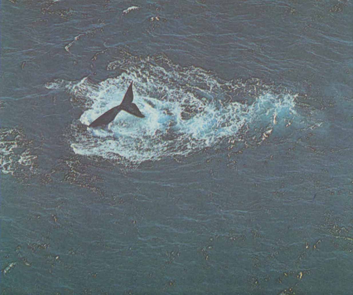 Южный кит.