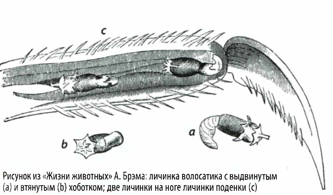 Рисунок из «Жизни животных» А. Брэма: личинка волосатика с выдвинутым (а) и втянутым (b) хоботком; две личинки на ноге личинки поденки (c).