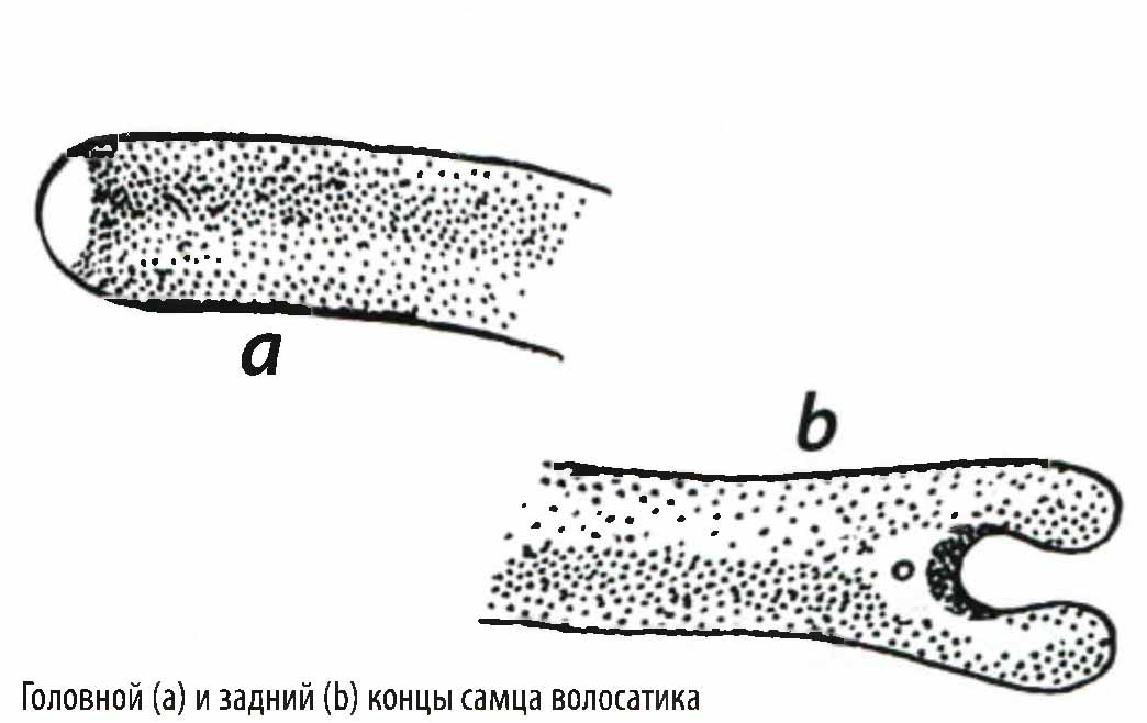 Головной (a) и задний (b) концы самца волосатика.
