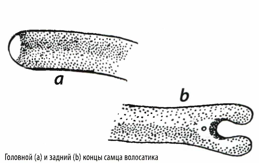 Головной (a) и задний (b) концы самца волосатика.
