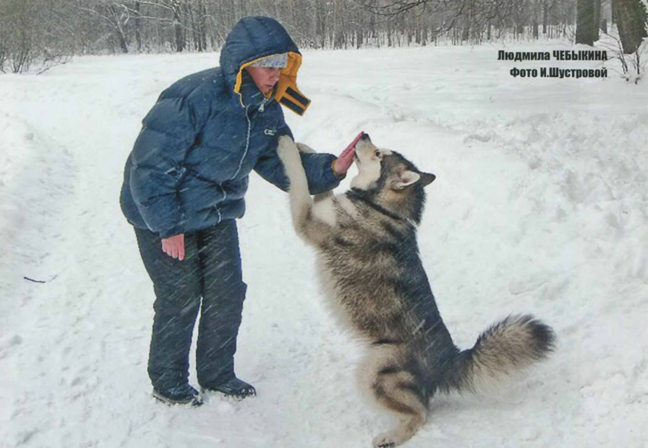 Умная собака выполняет команду.