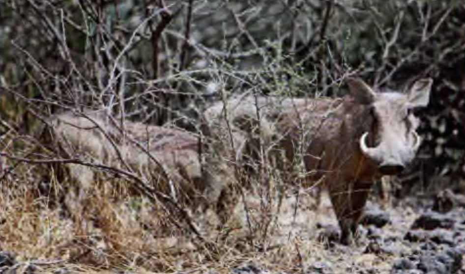 Африканский бородавочник (Phatochoerus africanus).