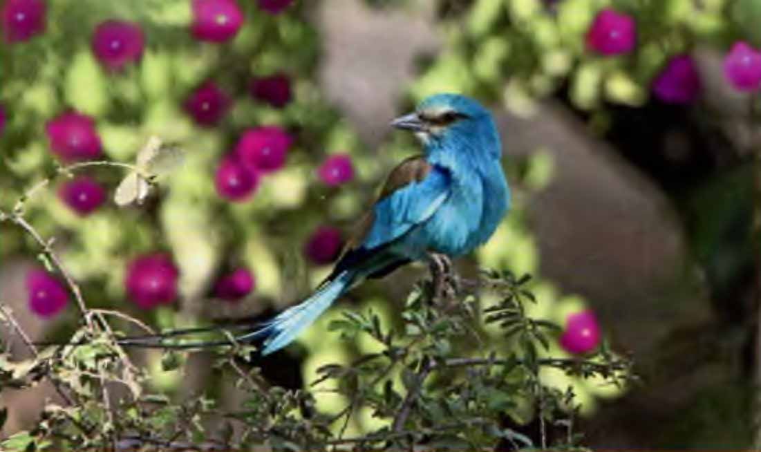 Сизоворонка (Caracias garrulus).