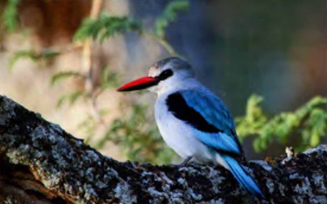 Сероголовая альциона (Halcyan leucocephala).
