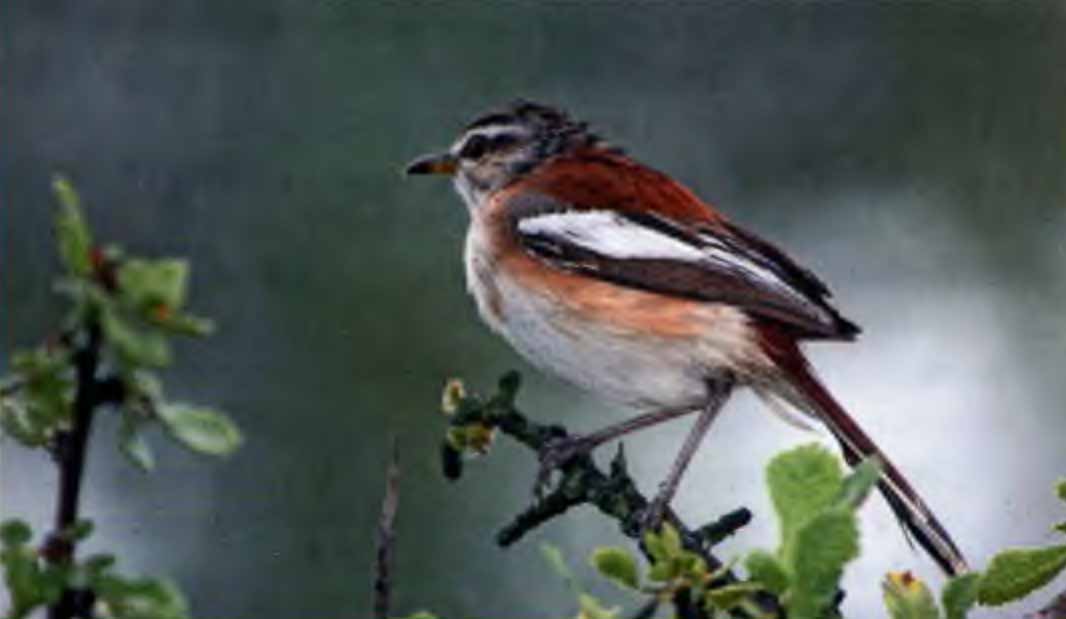 Белогорлый тугайный соловей (Cercotrichas quadrivirgata).