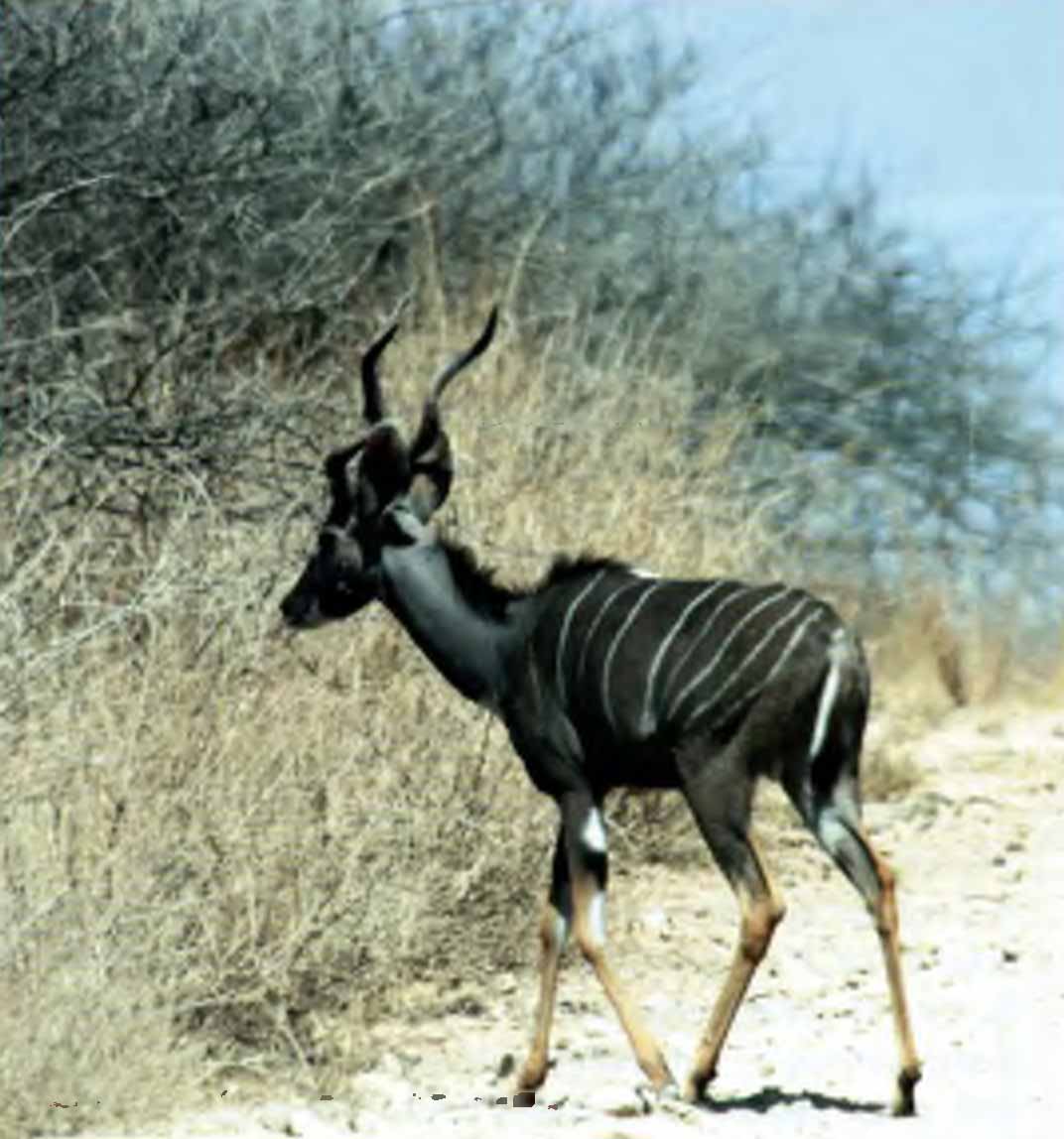 Малый куду (Trogelaphus imberbis).