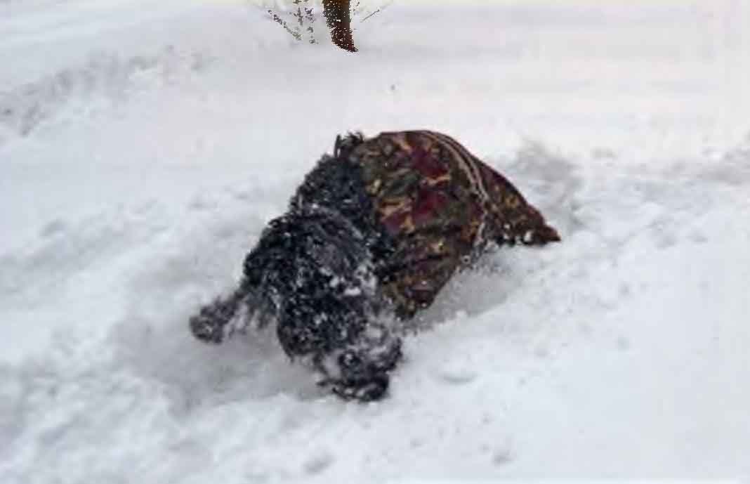 Рамира выкапывает вещь из-под снега.