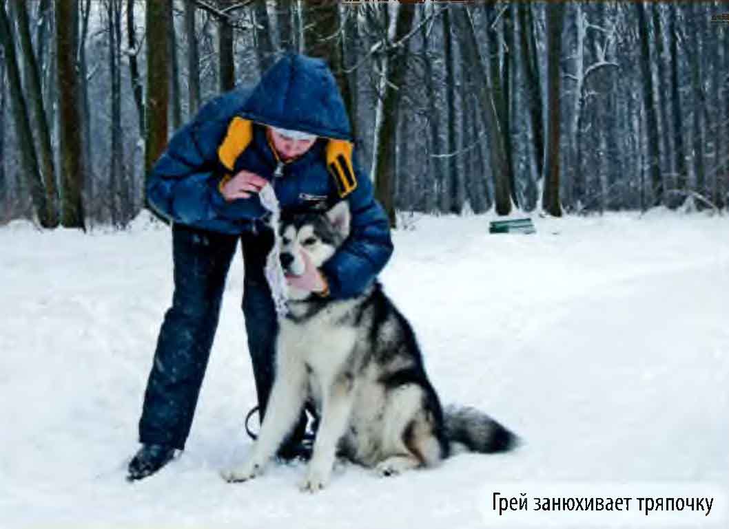 Грей занюхивает тряпочку.