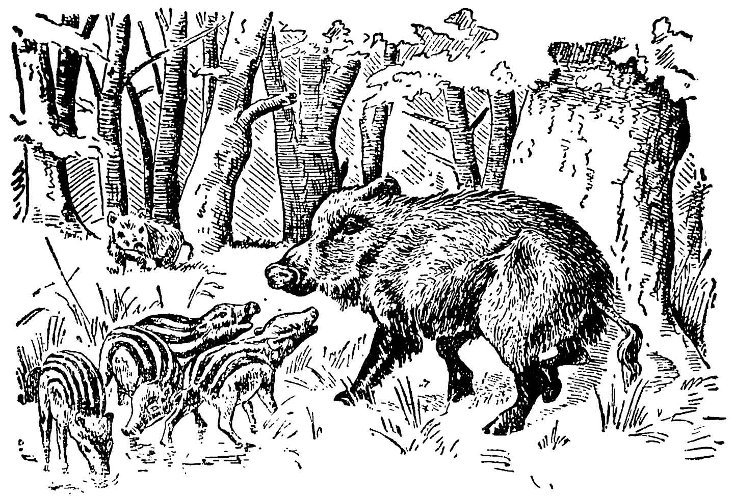 Кабаны (sus scrofa).