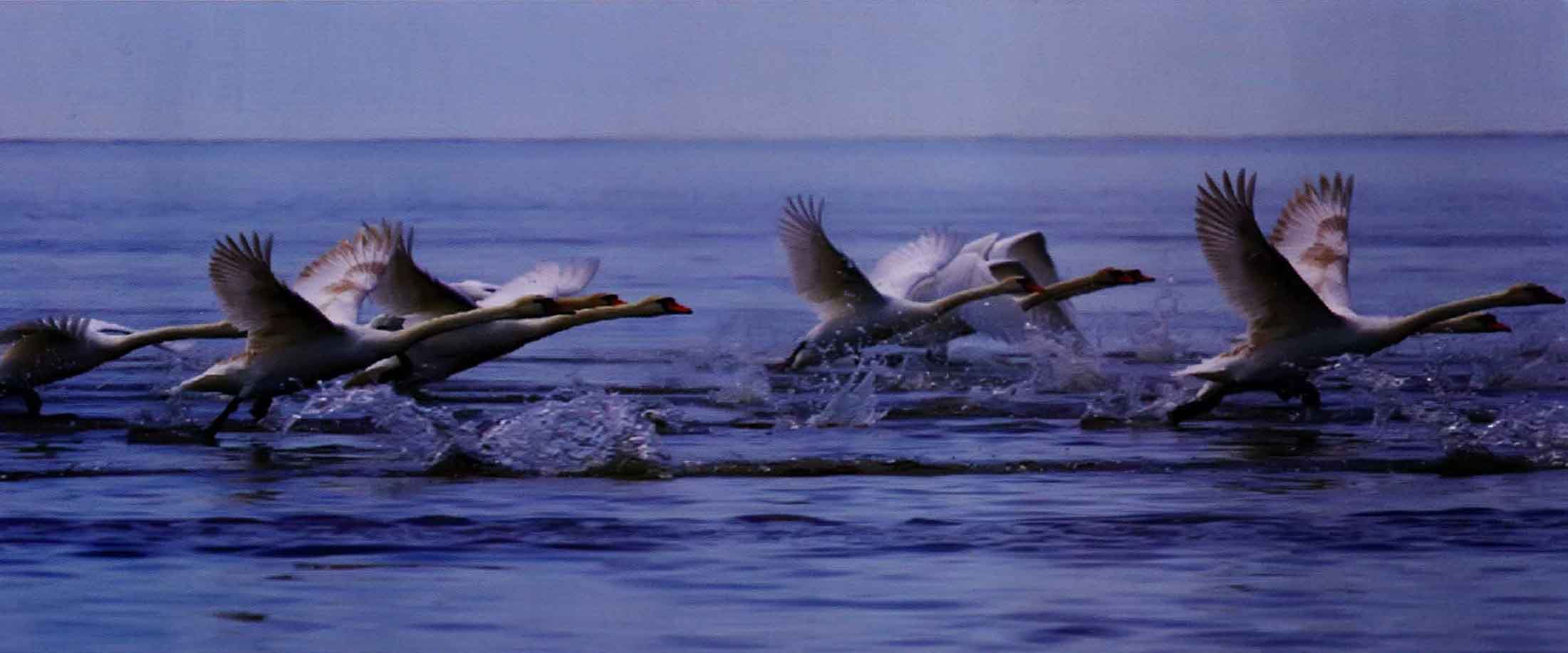 Лебеди-шипуны берут разбег по воде, прежде чем подняться в воздух.