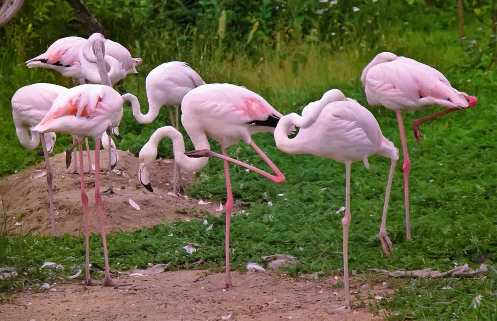 К сожалению, великолепные розовые фламинго все реже удостаивают своим посещением Астраханский заповедник.