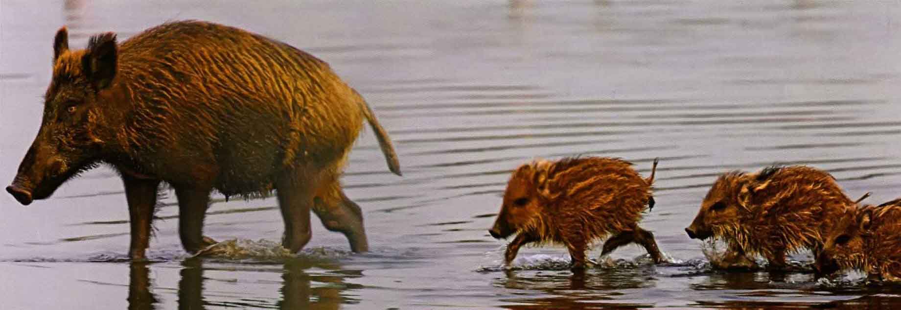 Местные кабаны привыкают к воде с детства.