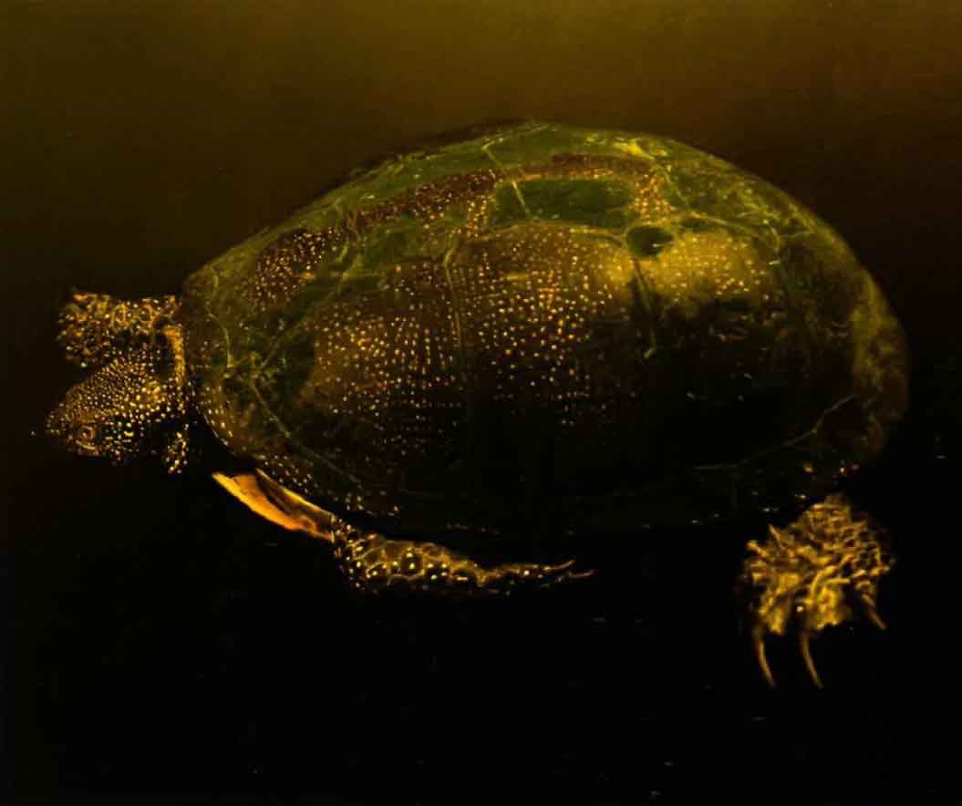 Чтобы проглотить пищу, болотной черепахе надо погрузиться в воду.