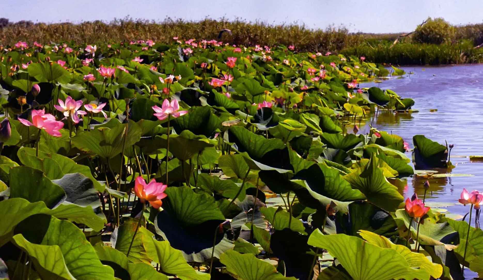 Главное сокровище дельты - лотос, или каспийская роза. Множество туристов стремится сюда ради этого необычайного зрелища - целых водных полей нежно-розовых цветов с изумительно тонким ароматом.