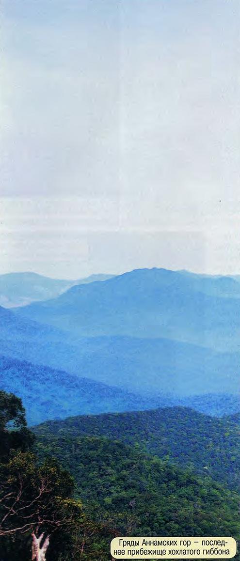 Гряды Аннамских гор - последнее прибежище хохлатого гиббона.