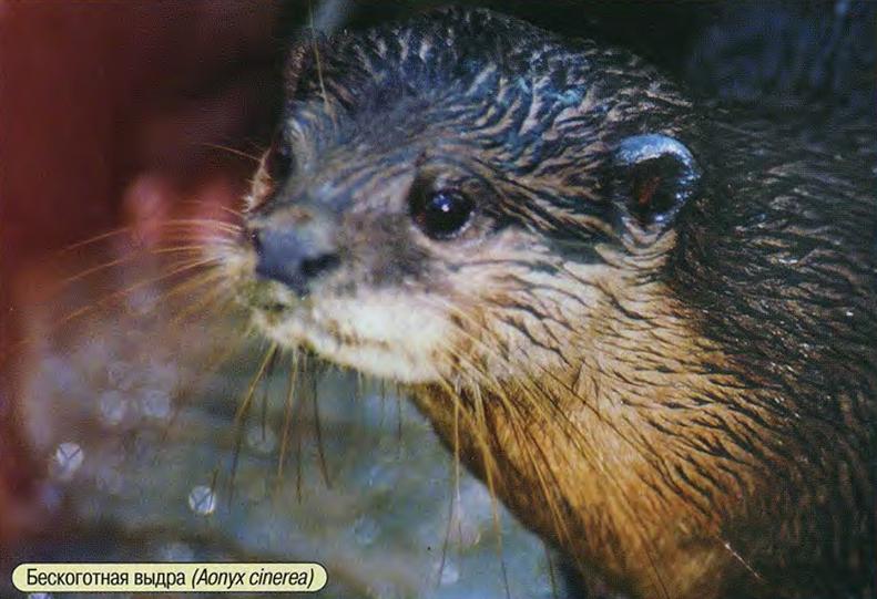 Бескоготная выдра (Aonyx cinerea).