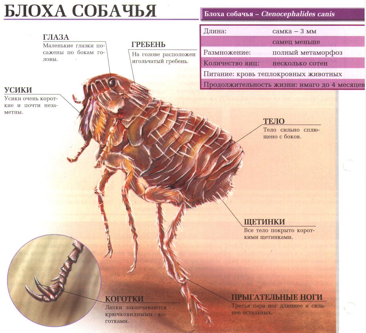 Описание собачьей блохи.