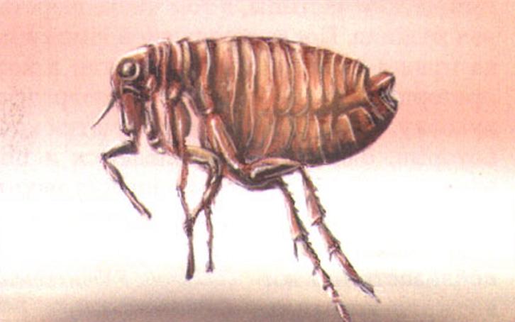 Блоха человеческая (Pulex irritans).
