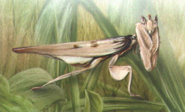 Чертов цветок (Idolomantis diabolicum).