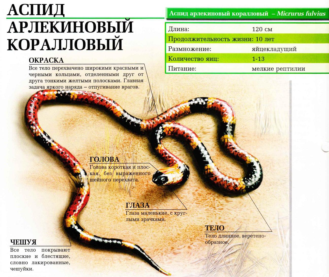 Описание арлекинового кораллового аспида.