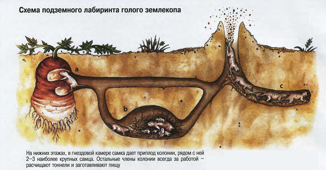 Схема подземного лабиринта голого землекопа. На нижних этажах, в гнездовой камере самка дает приплод колонии, рядом с ней 2-3 наиболее крупных самца. Остальные члены колонии всегда за работой - расчищают тоннели и заготавливают пищу.