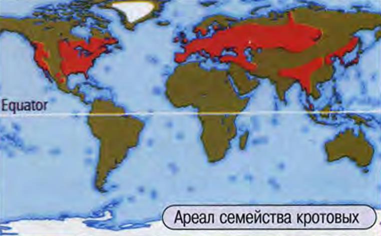 Ареал семейства кротовых.
