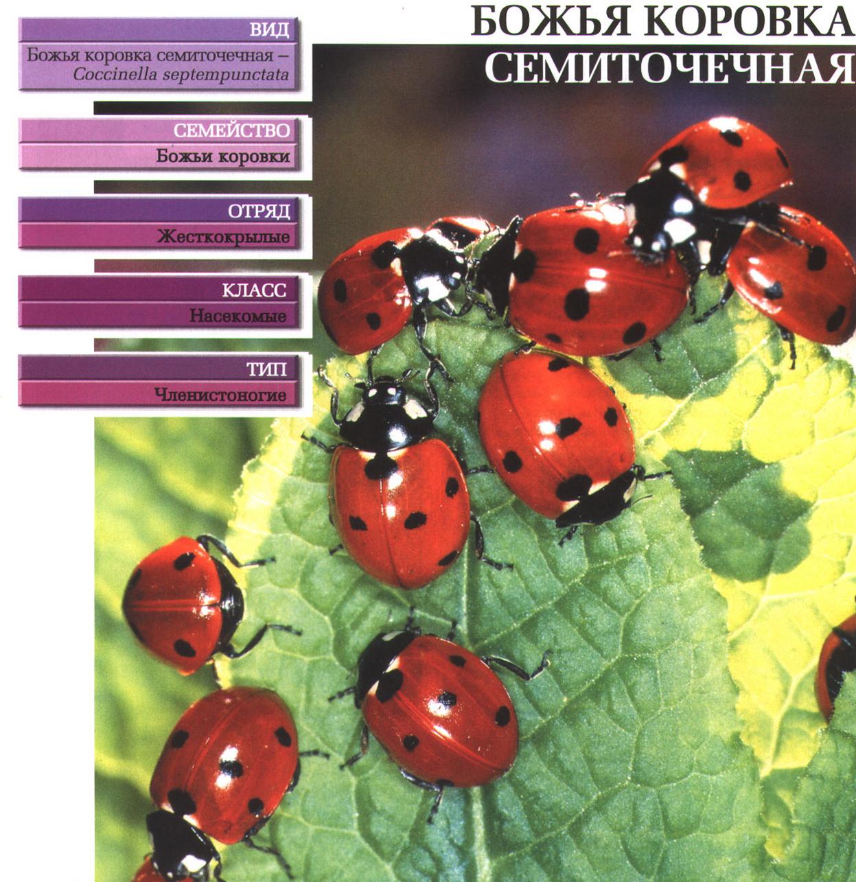 Систематика (научная классификация) божией коровки семиточечной (Coccinella septempunctata).